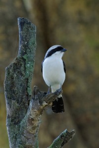 Gray-Backed Shrike