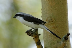 Gray-Backed Shrike