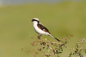 Gray-Backed Shrike
