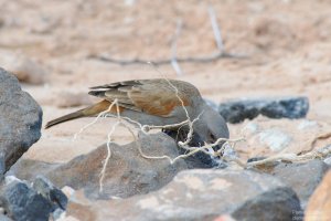 Gray-Headed Sparrow