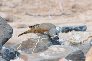 Gray-Headed Sparrow