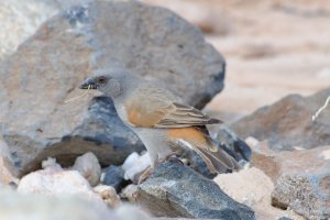 Gray-Headed Sparrow