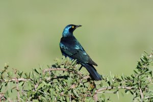 Great Blue-Eared Starling