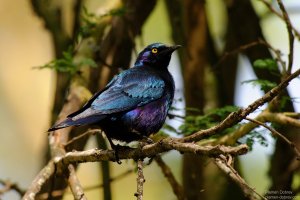 Great Blue-Eared Starling