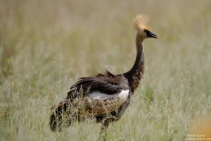 Grey-Crowned Crane