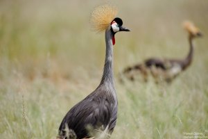 Grey-Crowned Crane