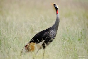 Grey-Crowned Crane
