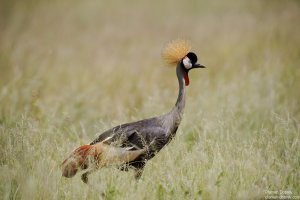 Grey-Crowned Crane