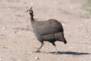 Helmeted Guineafowl