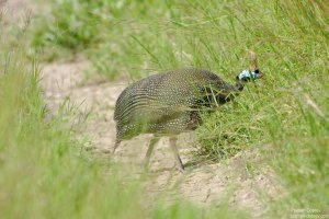 Helmeted Guineafowl