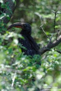 Hemprichs Hornbill