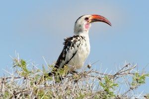 Hornbill