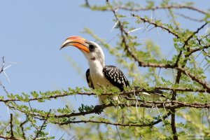 Jacksons Hornbill