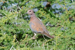 Laughing Dove