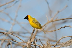 Lesser Masked Weaver