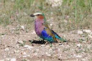 Lilac-Breasted Roller