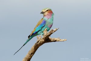 Lilac-Breasted Roller(lorti)