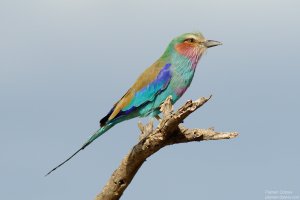 Lilac-Breasted Roller(lorti)