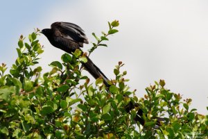 Long-Tailed Widowbird