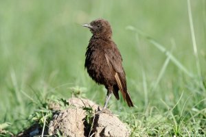 Northern Ant-Eater Chat