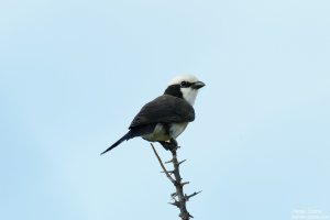 Northern White-Crowned Shrike