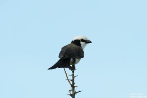 Northern White-Crowned Shrike