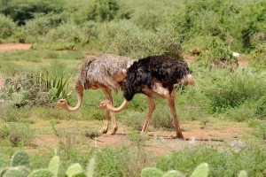 Ostrich