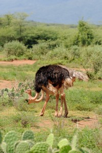 Ostrich