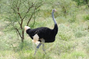 Ostrich