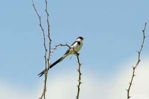 Pin-Tailed Whydah