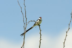 Pin-Tailed Whydah
