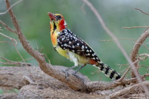 Red-and-Yellow Barbet