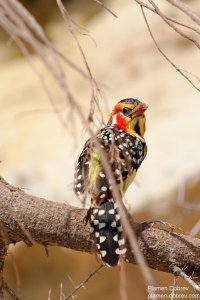 Red-and-Yellow Barbet