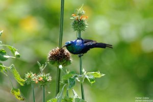 Red-Cheasted Sunbird
