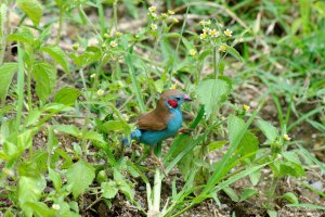 Red-Cheeked Cordon Bleu