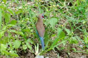 Red-Cheeked Cordon Bleu