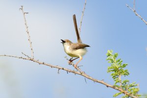Red-Fronted Warbler