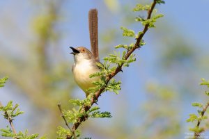 Red-Fronted Warbler