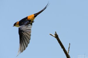 Red-Rumped Swallow