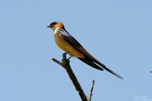 Red-Rumped Swallow