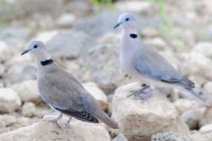 Ringed-Neck Dove