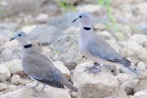 Ringed-Neck Dove