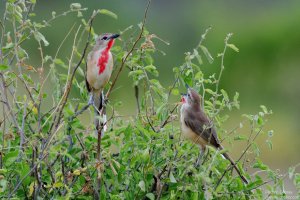 Rosy-Patched Bush Shrike