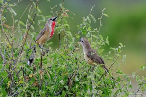 Rosy-Patched Bush Shrike