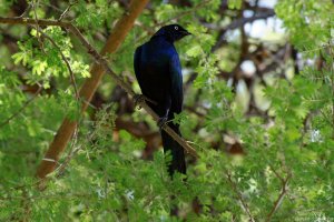 Rüppell\'s Long-Tailed Starling