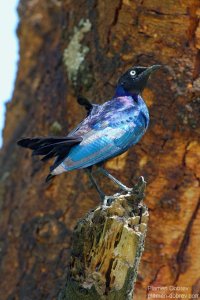 Rüppell\'s Long-Tailed Starling
