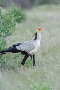 Secretary Bird