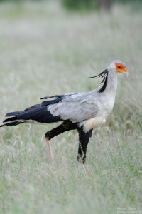 Secretary Bird