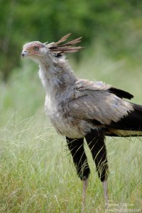 Secretary Bird