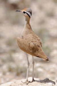Somali Courser
